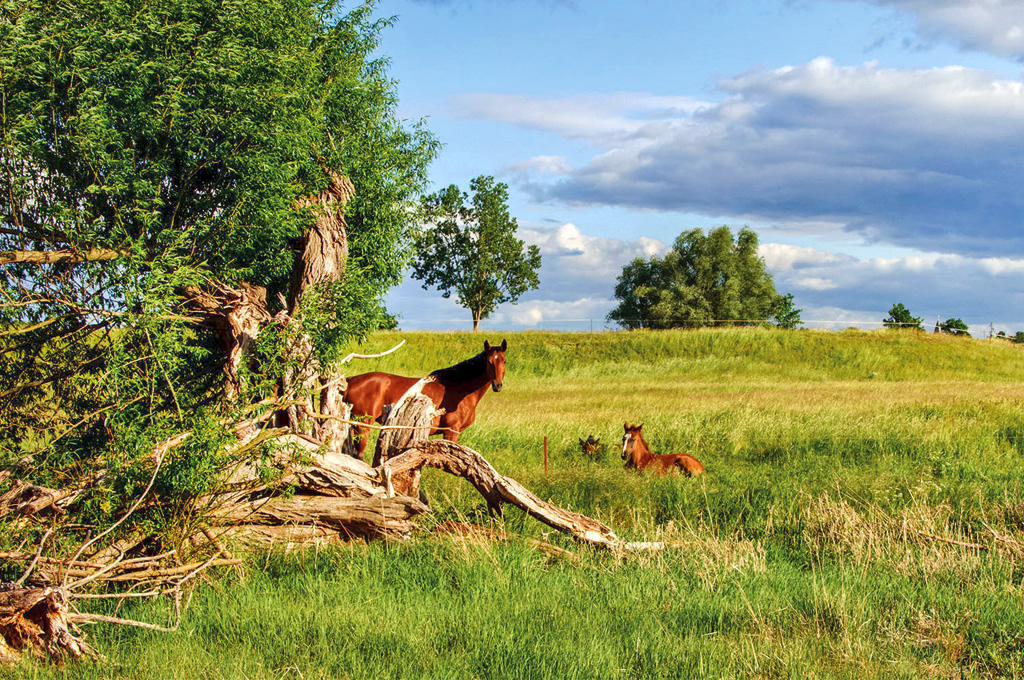 Drei Pferde auf einer Sommerwiese, eines stehend, zwei im Gras liegend, neben einem alten Baum.
