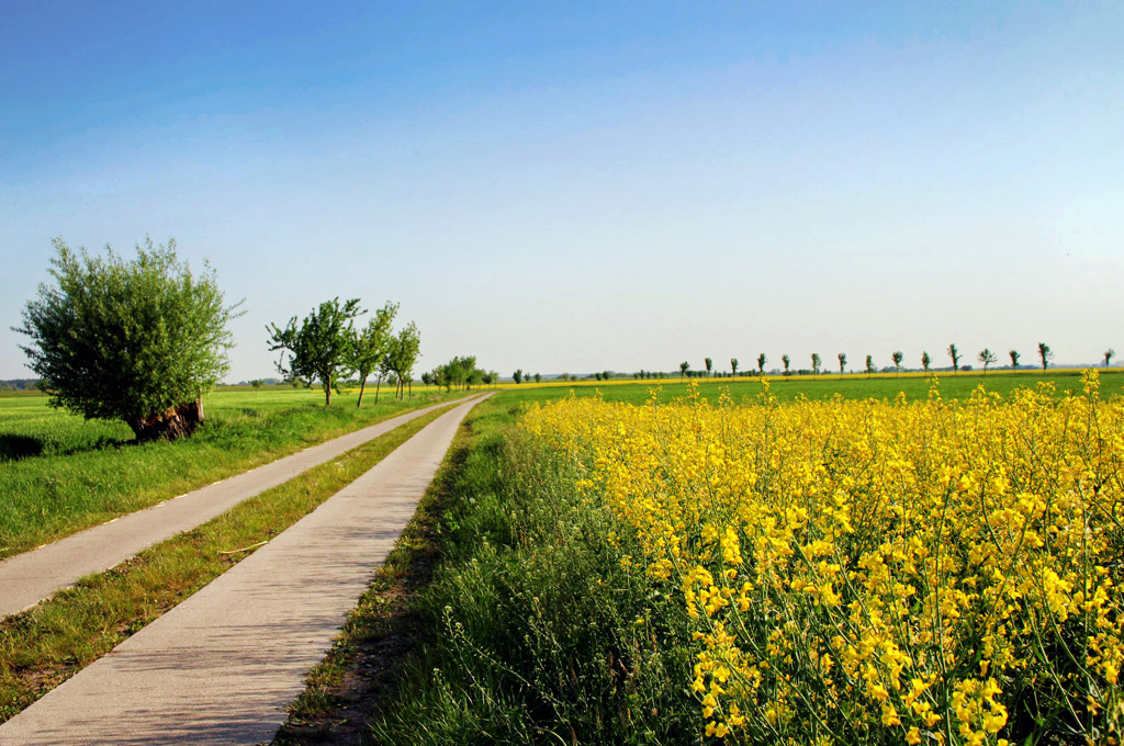 Links eines Weges, der sich durch eine grüne Landschaft schlängelt, stehen vereinzelt Laubbäume auf einer Wiese, rechts blüht ein großes gelbes Rapsfeld. Der Himmel ist klar und blau, es ist ein sonniger Sommertag.