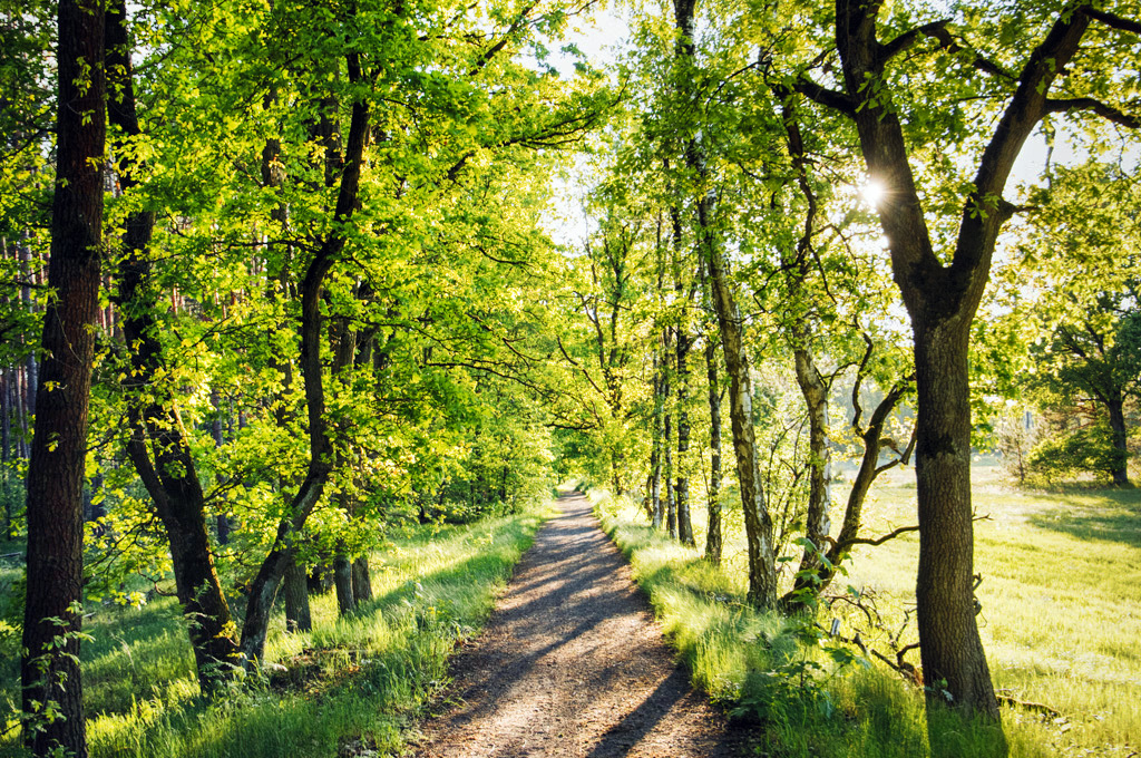 Ein sonniger Waldweg führt durch einen Laubwald. Sonnenstrahlen fallen durch die Baumkronen und erzeugen ein warmes Lichtspiel auf dem Boden.