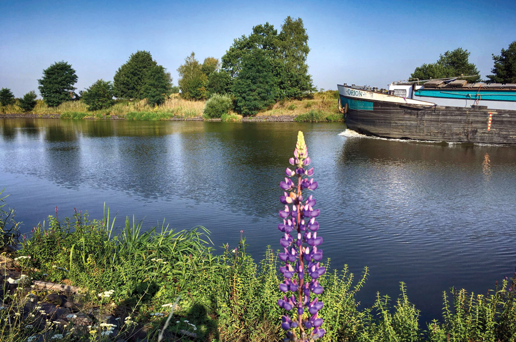 Ein Fluss mit ruhigem Wasser, im Vordergrund blüht eine einzelne violette Lupine am Ufer, umgeben von grünem Gras und Wildblumen. Im Hintergrund fährt ein Lastkahn vorbei.